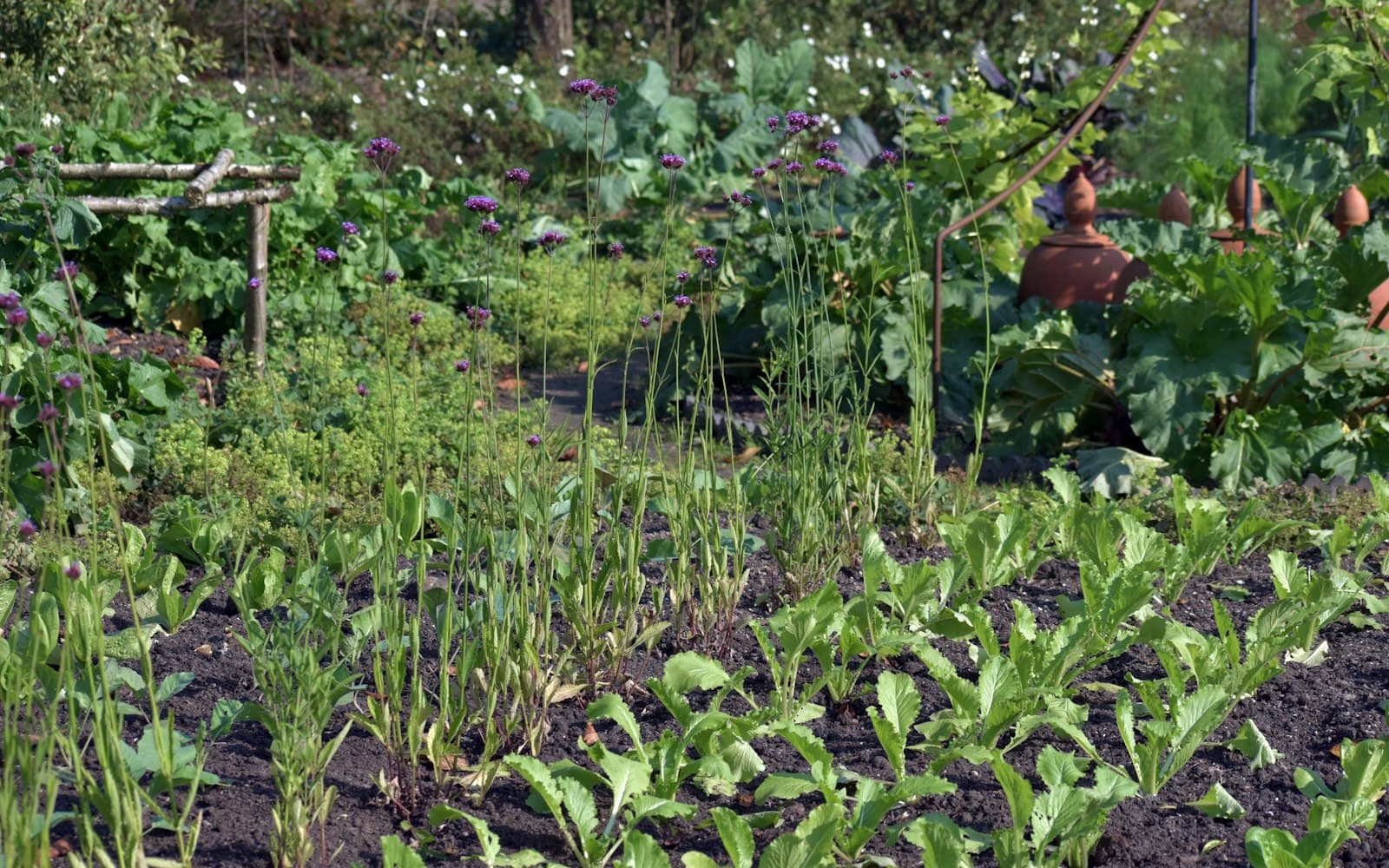 Companion Planting cooking technique — Can You Grow Tomatoes, Peppers and Cucumbers Together?