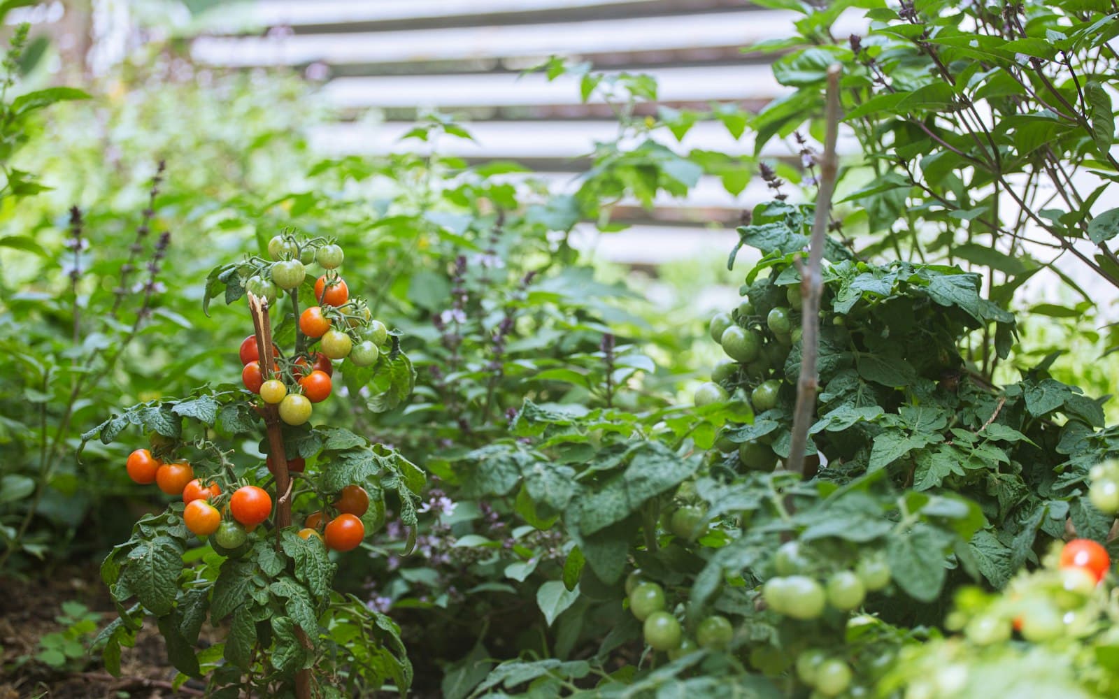 Growing Fruits and Veggies Together in Small Spaces