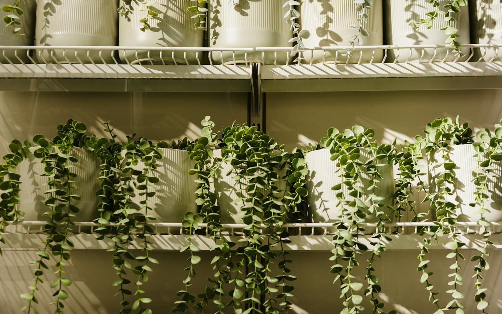 How Japanese People Farm Indoors at Home