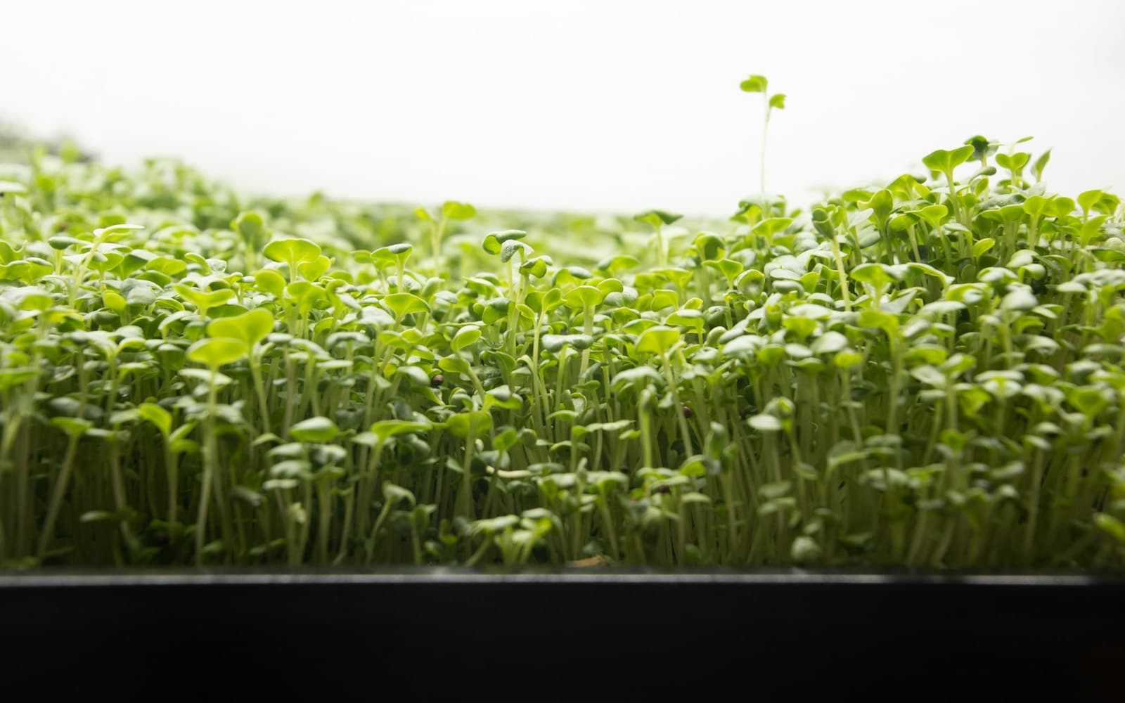 Instafarm Microgreens: Grow Fresh Greens in 7 Days