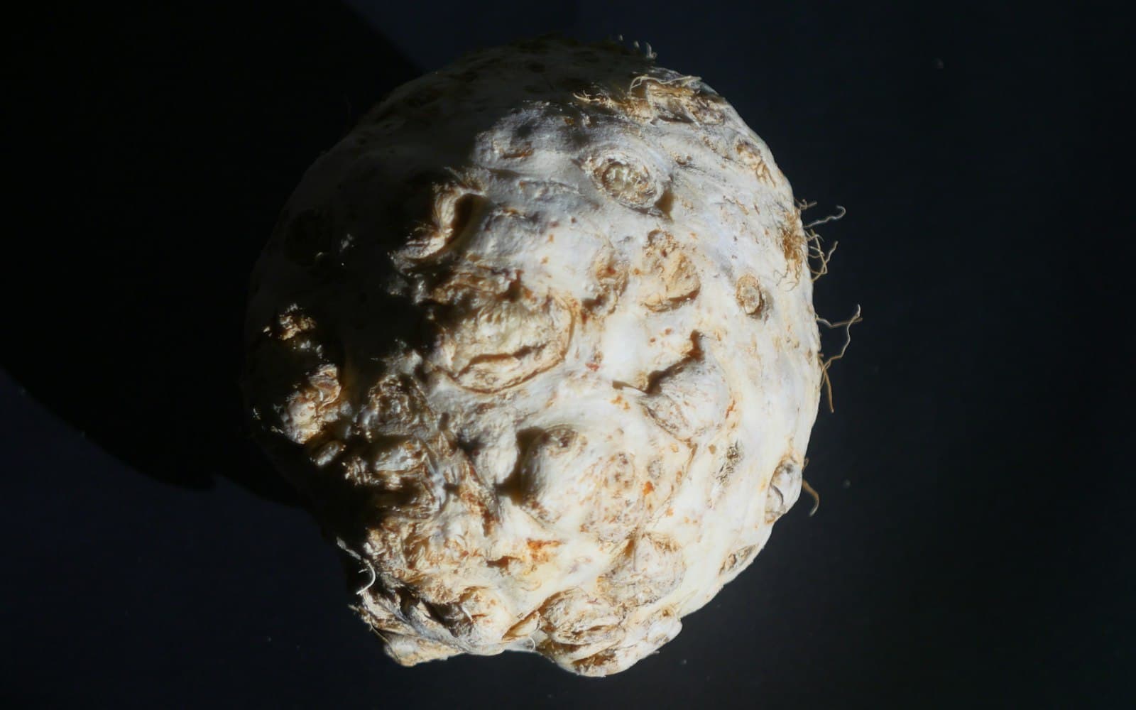 Celeriac cooking technique — Manual Root Lifting Tool for Clean Celeriac Harvesting