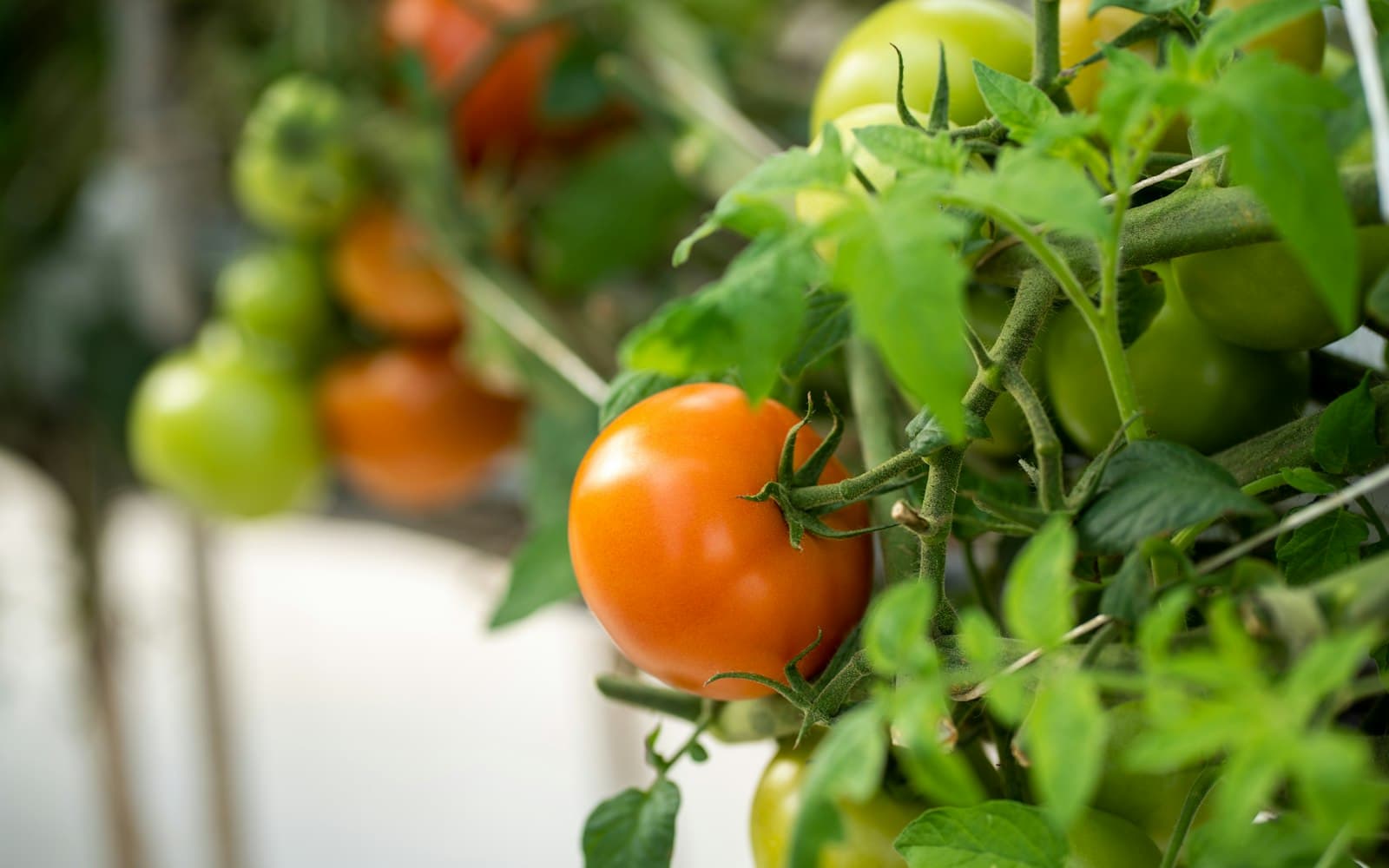 Tomatoes cooking technique — We Grew Tomatoes Upside Down: Here's What Happened