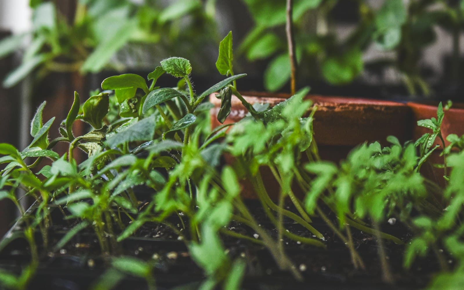 When to Start Planting Vegetables: A Beginner's Guide