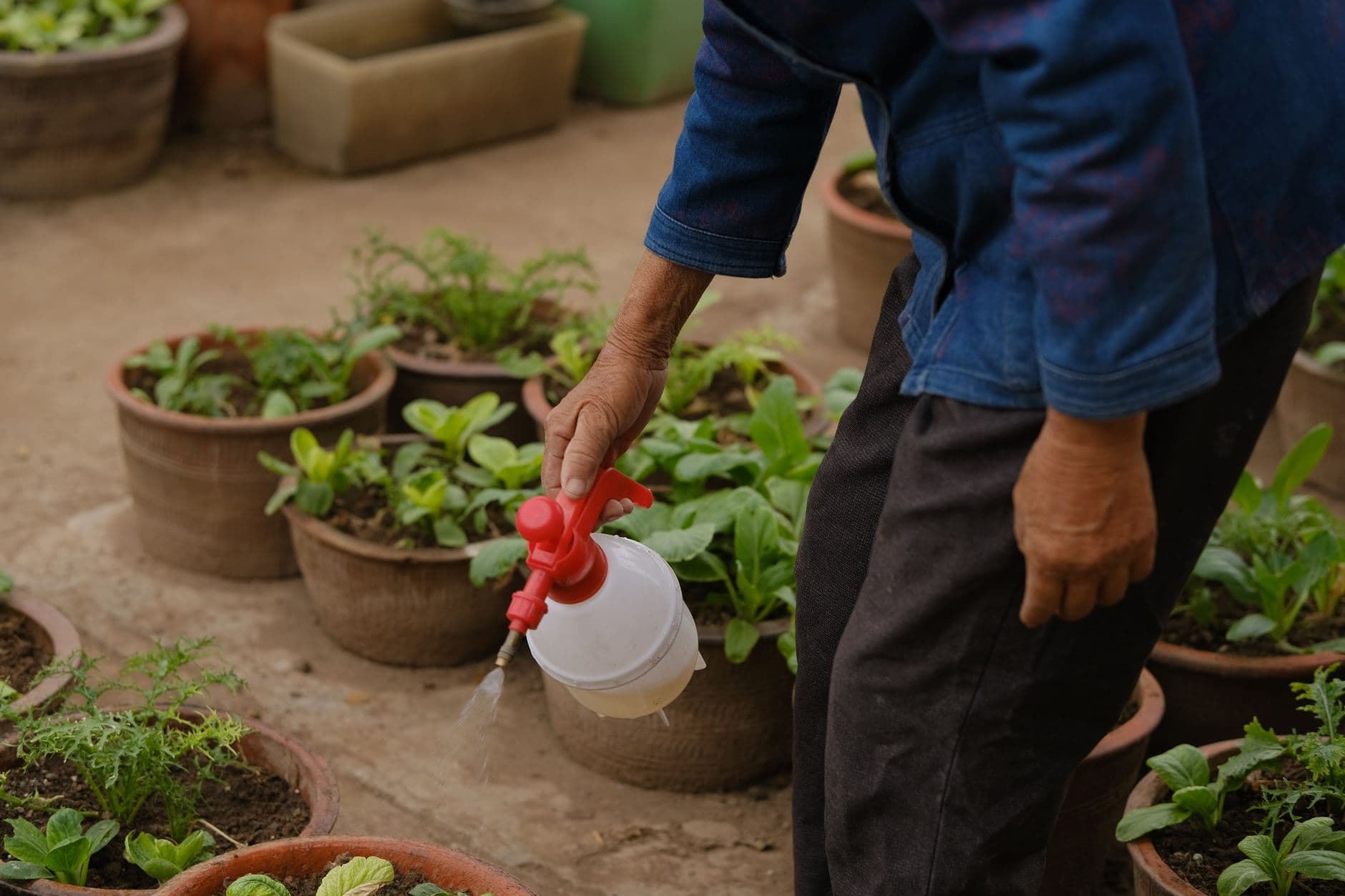 Container Gardening 101: Grow Food in Small Spaces