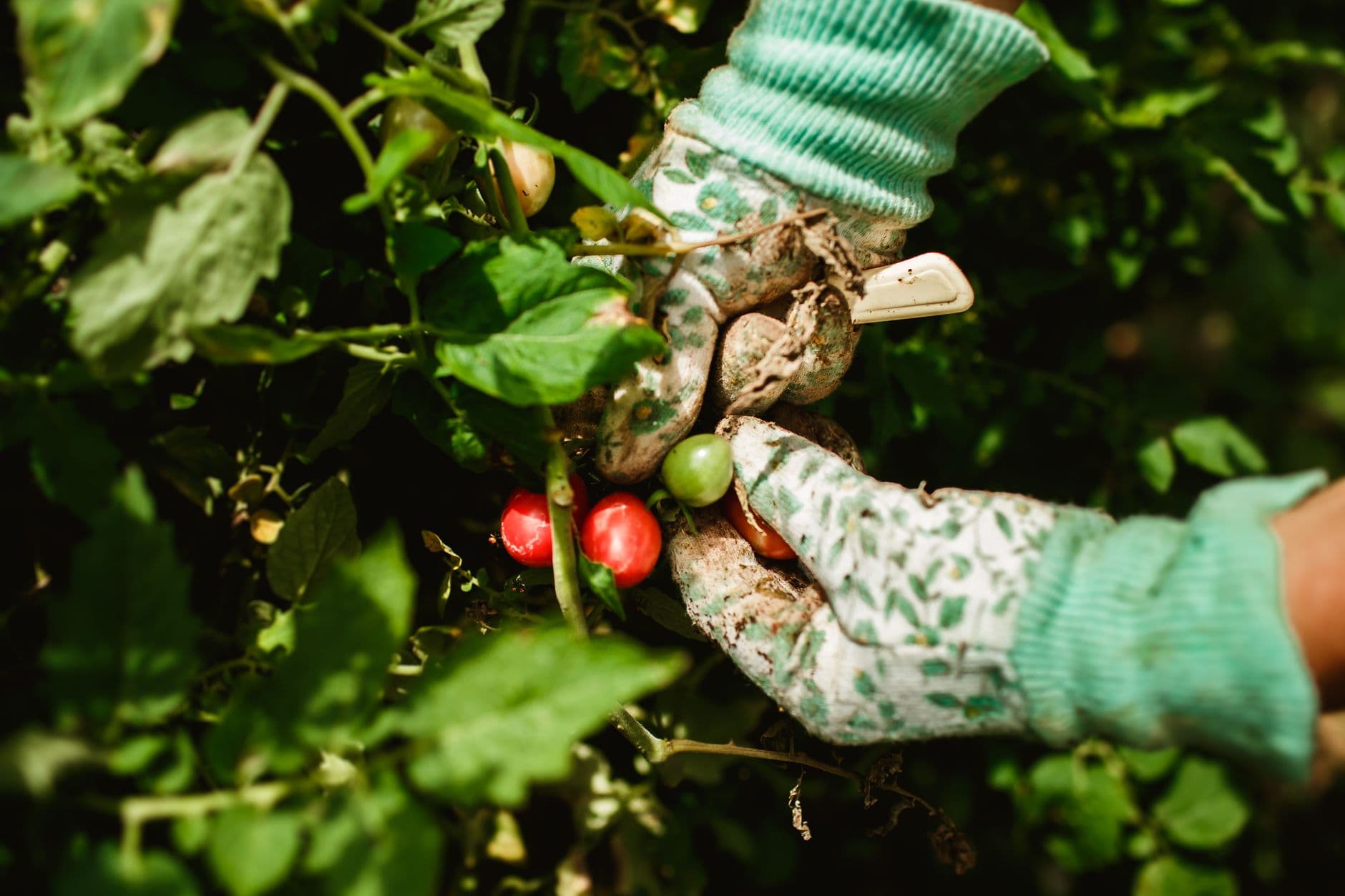 10 Easy Vegetables to Grow for Beginners
