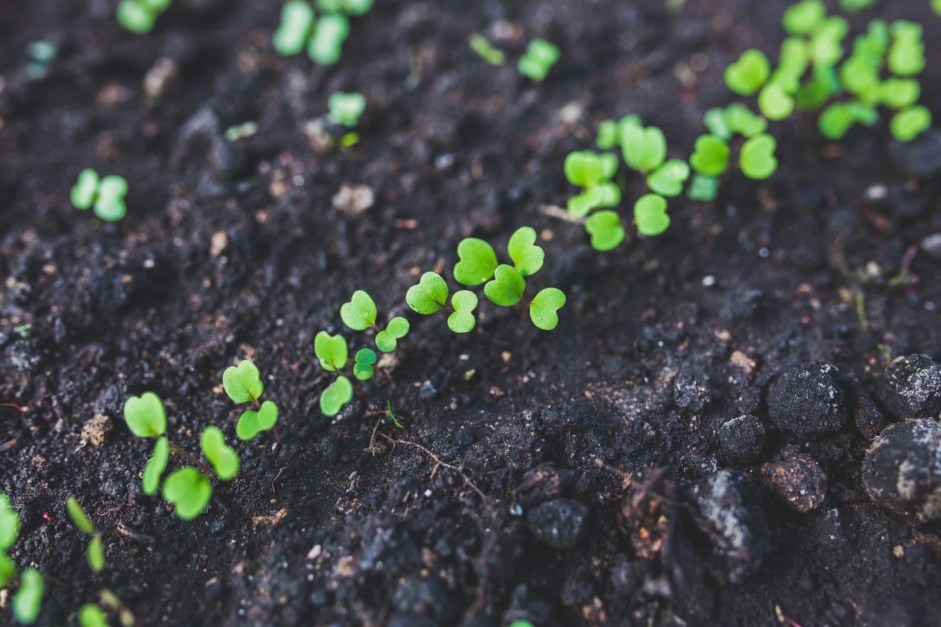 How to Grow Microgreens at Home (Step-by-Step for Beginners)