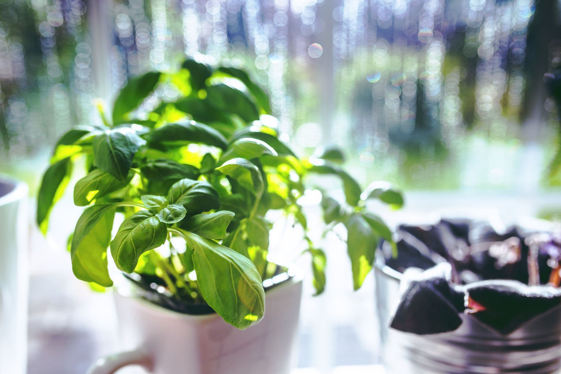 How to Grow Herbs Indoors (Year-Round)