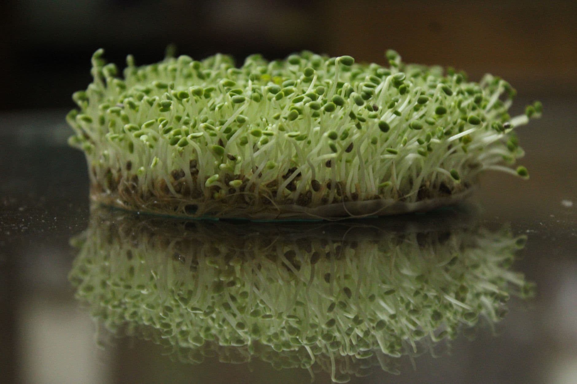The Complete Guide to Microgreens: Grow, Eat & Buy Them Like a Pro