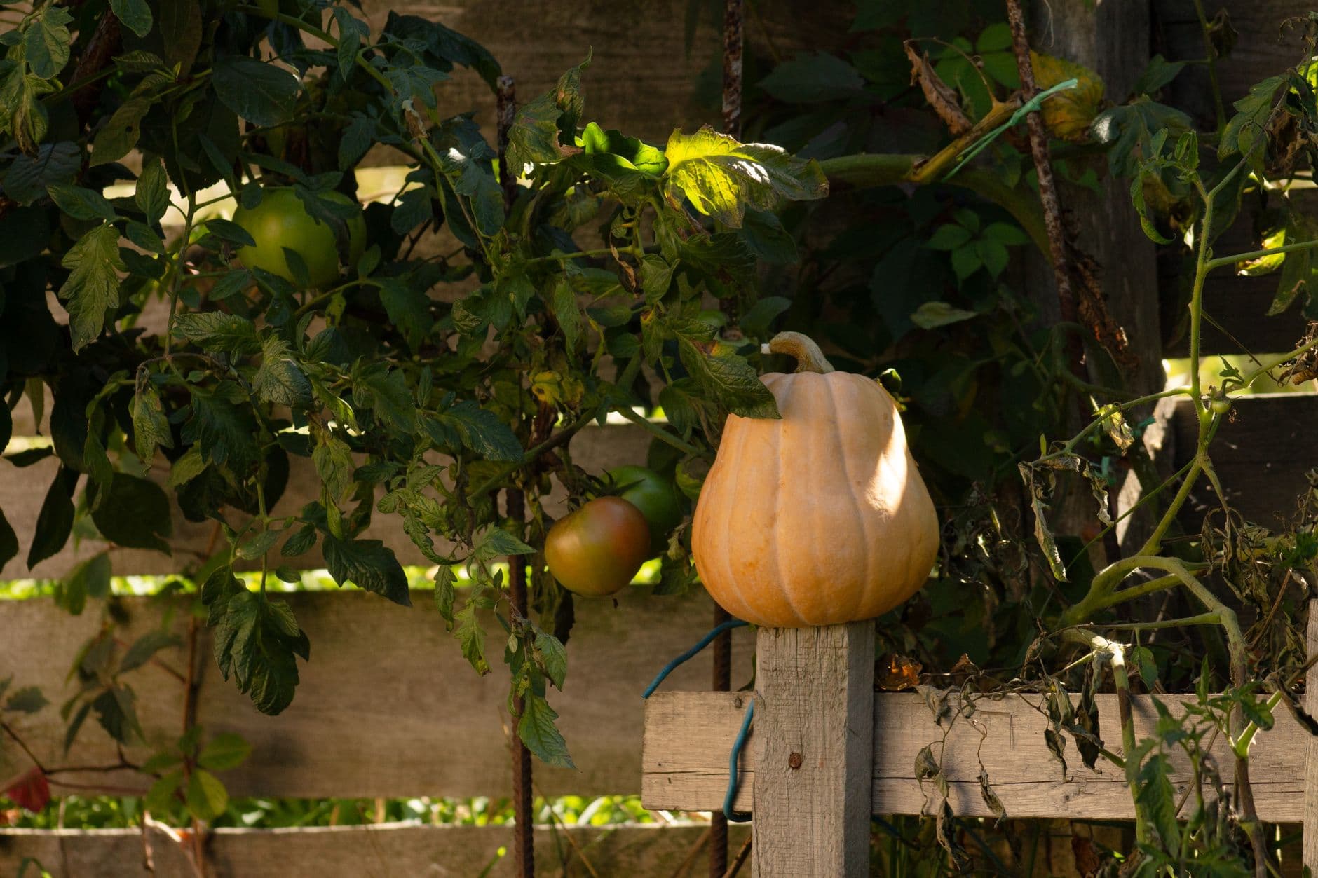 How to Start a Vegetable Garden (A Beginner's Guide)
